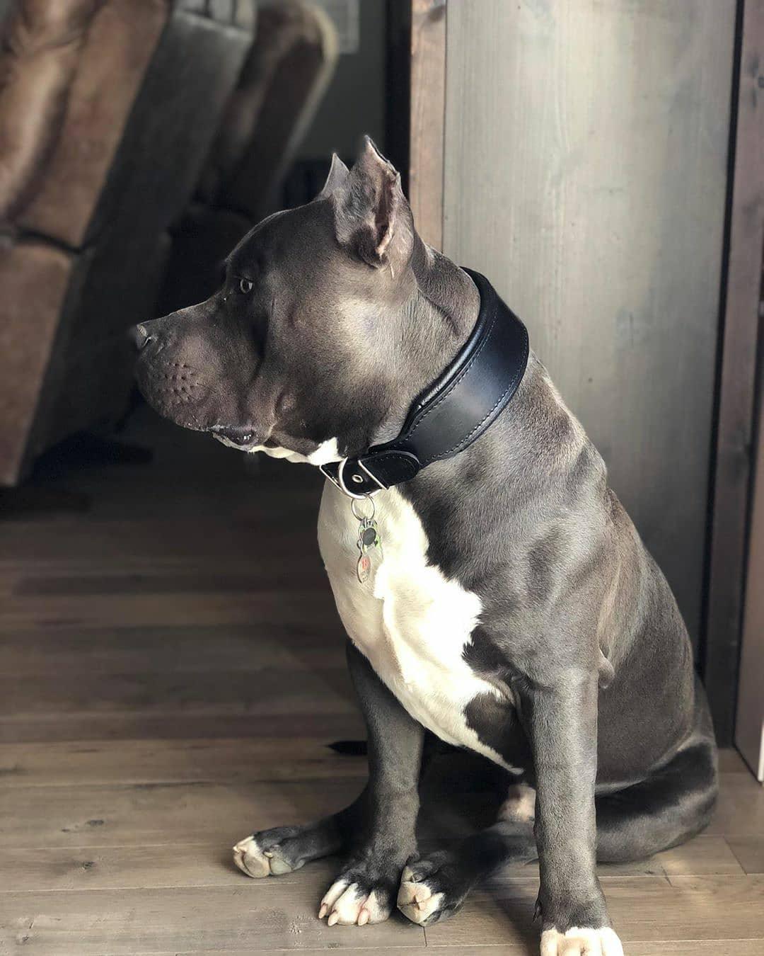 Dog wearing a black collar sitting on a wooden floor.
